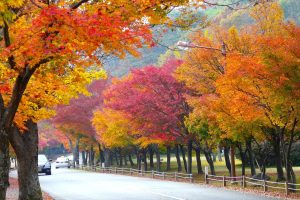 Naejangsan Nemzeti Park